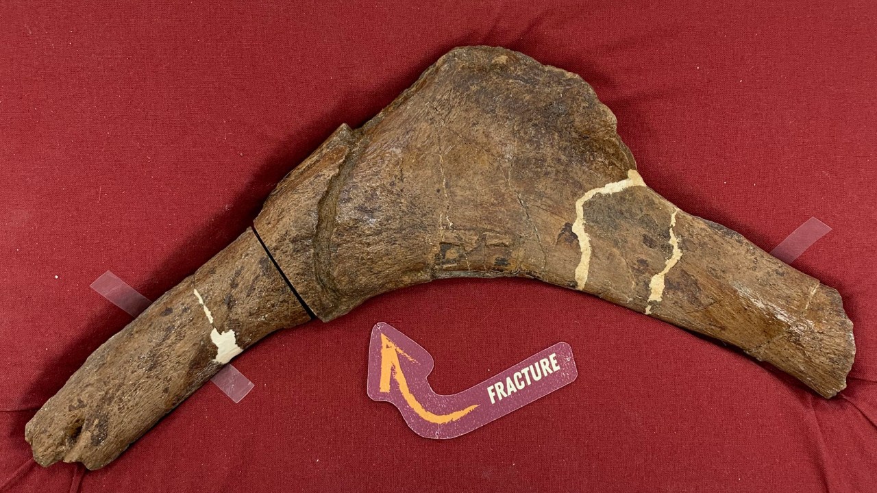 Costela de T-rex fraturada revela como dinossauros se recuperavam de ferimentos Fratura na costela de T-rex de quebra auxiliou na preservação de vasos sanguíneos (Foto: University of Regina / Facebook/Getty Images)