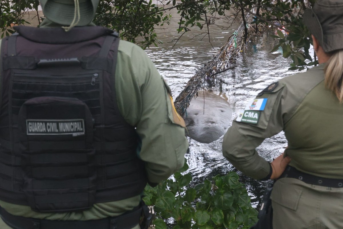 Elefante-marinho é avistado descansando no Canal de São Francisco, em Niterói Guarda Ambiental isolou área próxima ao Canal de São Francisco e apoia técnicos do Projeto de Monitoramento de Praias da Bacia de Santos (Foto: Divulgação/Lucas Benevides)