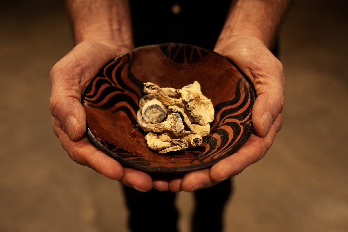 Psilocibina é o princípio ativo dos cogumelos mágicos (Foto: Todd Korol/The New York Times)