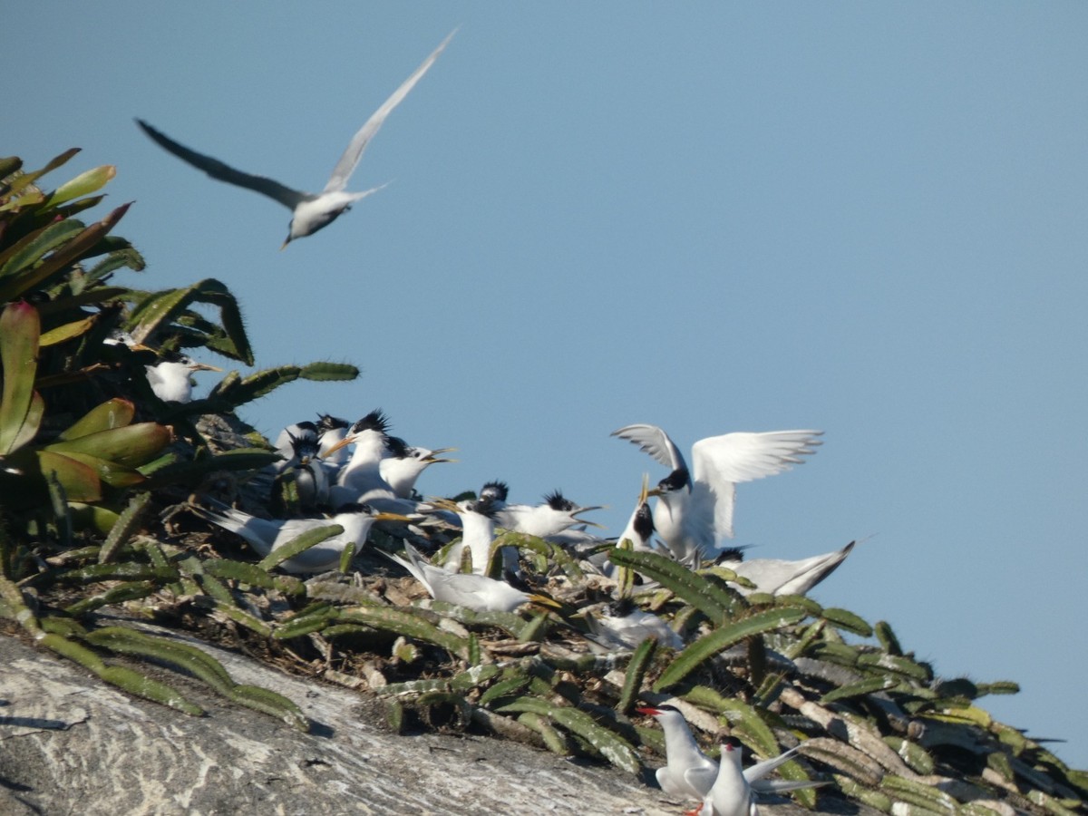 Pesquisa na Baía de Paraty sobre aves que circulam na América do Sul abastece site de Universidade no exterior (Foto: Divulgação)