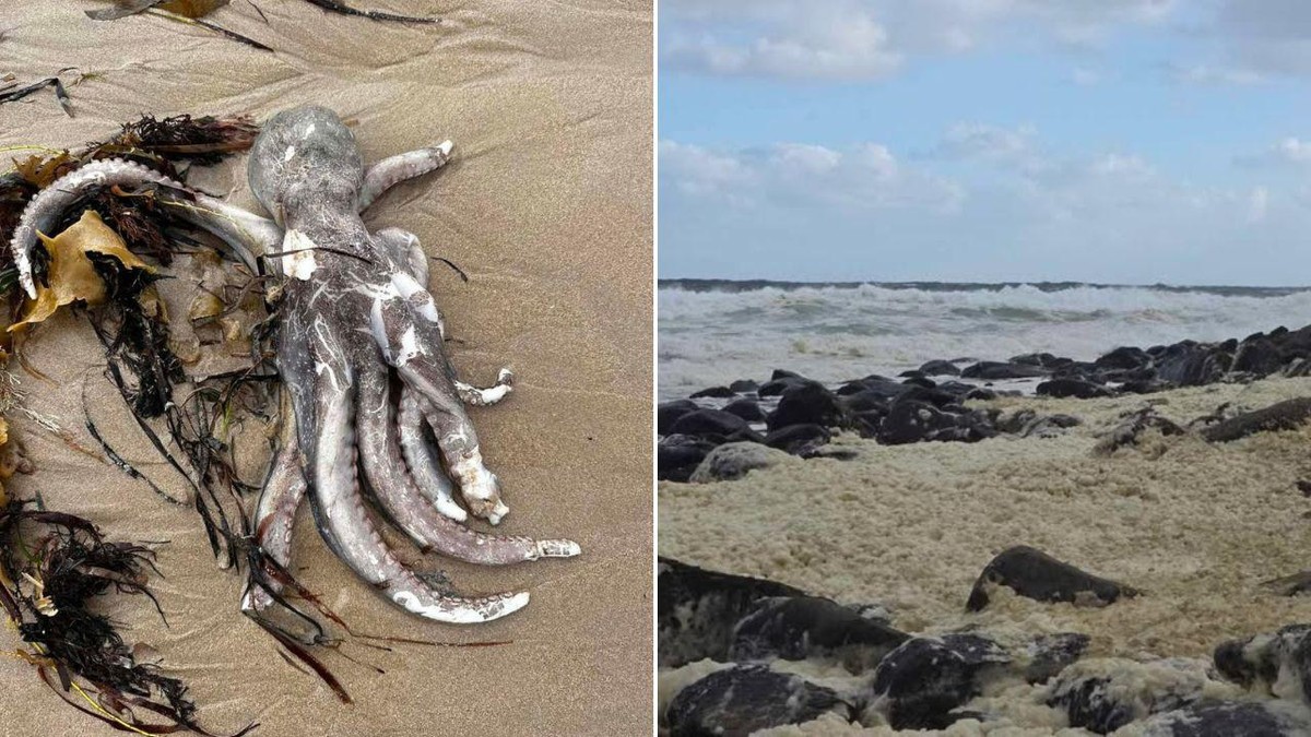 Austrália declara desastre natural após proliferação de alga tóxica matar milhares de animais (Foto: Reprodução/7News)