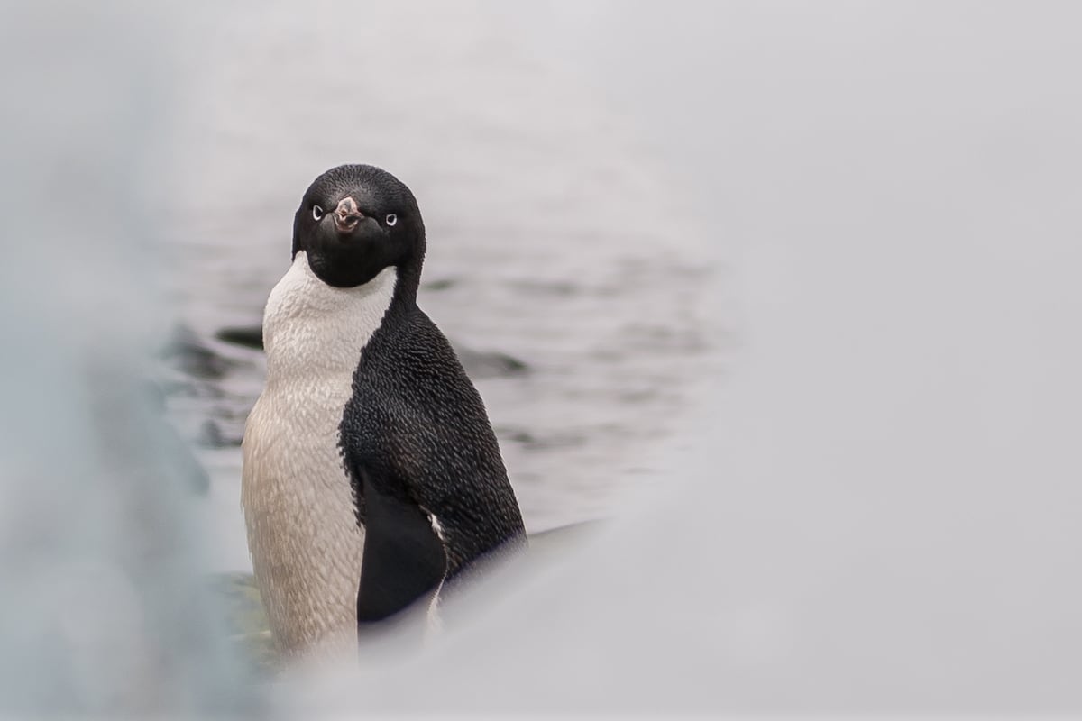 Guano de pinguim ajuda a mitigar os efeitos do aquecimento global na Antártida Um pinguim Adélia na Ilha Rey Jorge, Antártida. (Foto: Alessandro Dahan/Getty Images)