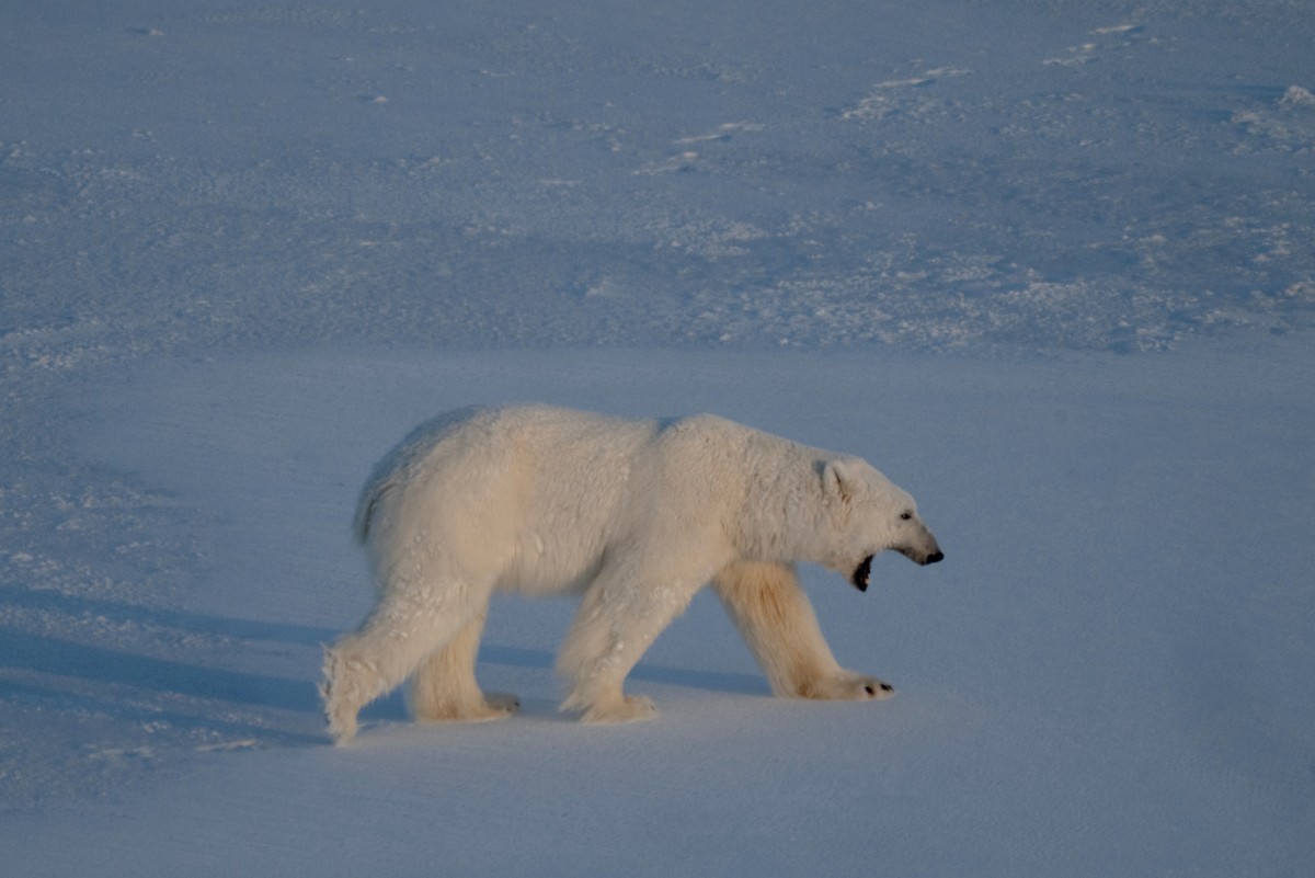 Especialistas utilizam dardos e biópsias para salvar ursos-polares no Ártico Apesar da aparência dócil, o urso-polar é um dos predadores mais ferozes do planeta. (Foto: OLIVIER MORIN / AFP)