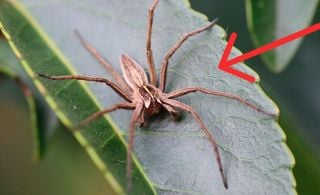 Proteja sua casa da aranha-marrom com dicas simples e econômicas Proteja sua casa da aranha-marrom com dicas simples e econômicas