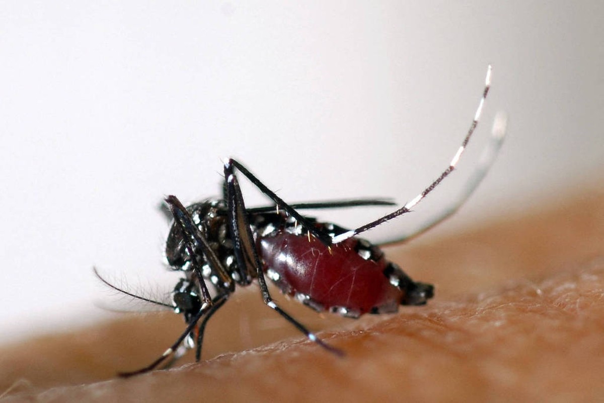 Brasil lança biofábrica inovadora de mosquitos para combater doenças tropicais Aedes albopictus, mosquito que também transmite dengue, zika e chikungunya. (Foto: AFP)
